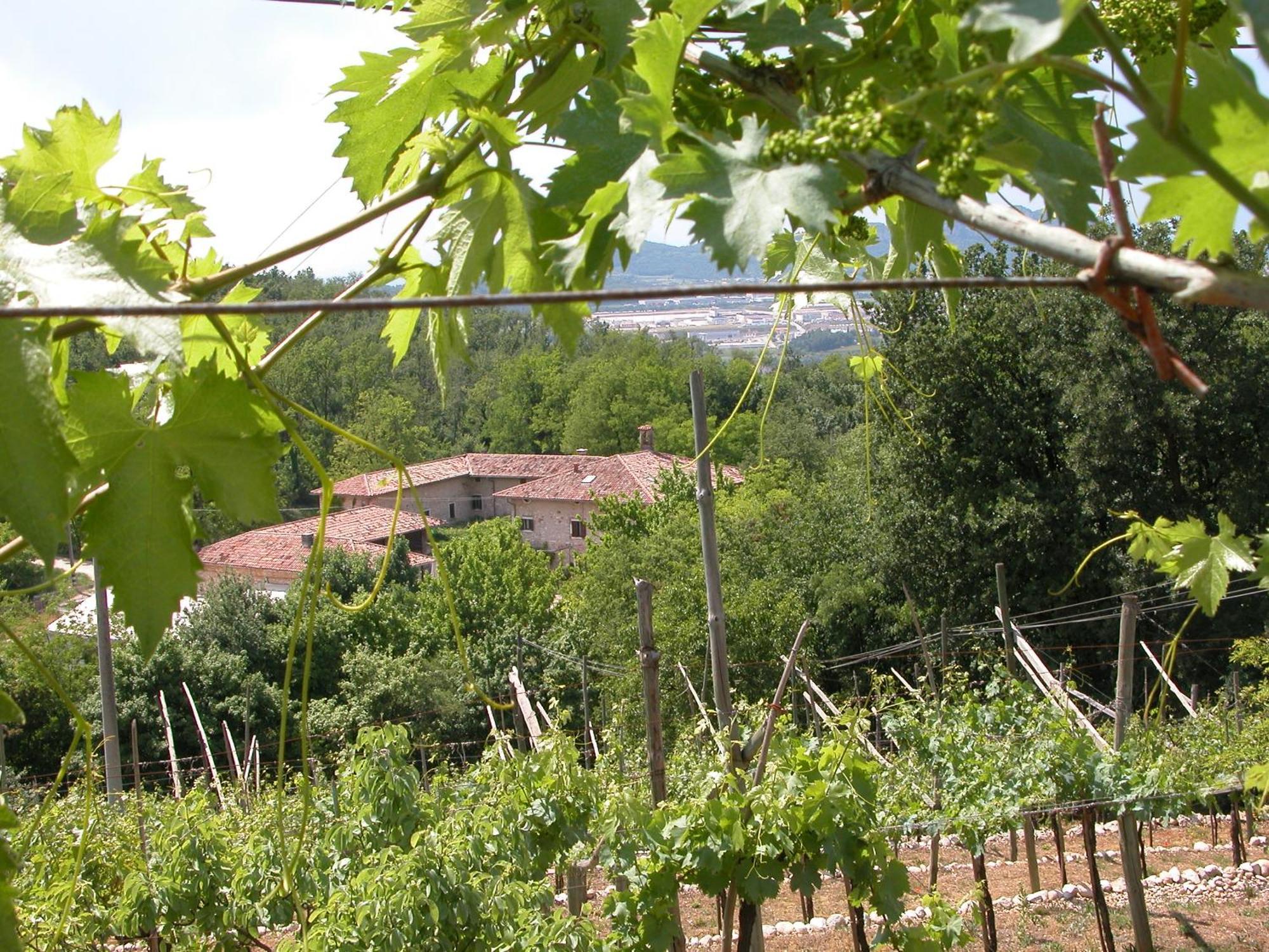 Agriturismo Ca' Verde Sant'Ambrogio di Valpolicella Eksteriør billede